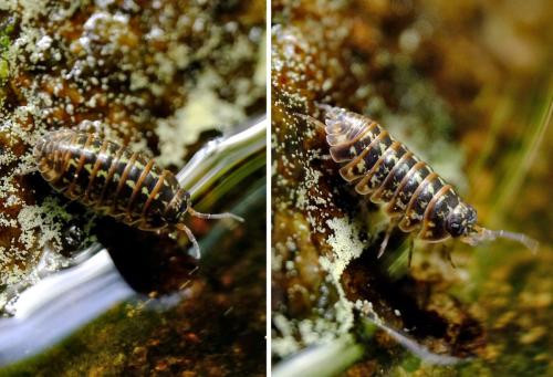 Armadillidium sp.
